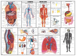 MAPA CORPO HUMANO