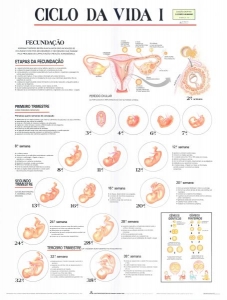 MAPA CICLO DA VIDA I