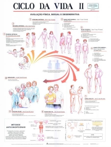 MAPA CICLO DA VIDA II