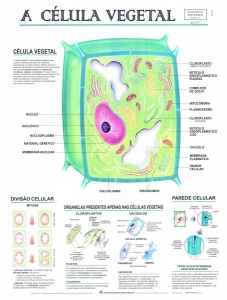 MAPA A CÉLULA VEGETAL