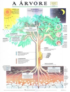 MAPA A ÁRVORE