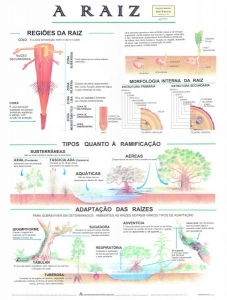 MAPA A RAIZ