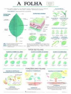 MAPA A FOLHA