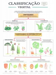 MAPA CLASSIFICAÇÃO VEGETAL