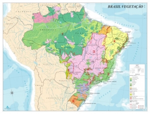 MAPA BRASIL VEGETAÇÃO