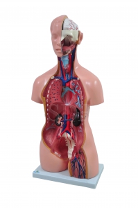 Torso Humano Bissexual C/ Abertura nas Costas de 85 cm C/ 24 Partes