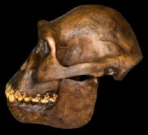 Australopithecus afarensis