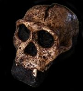 Australopithecus sediba