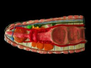 Anatomia básica de minhoca (anelídeo)